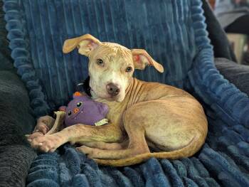 American Staffordshire Terrier Dogs Available for Adoption in Tonawanda, New York - Nemo | PetCurious