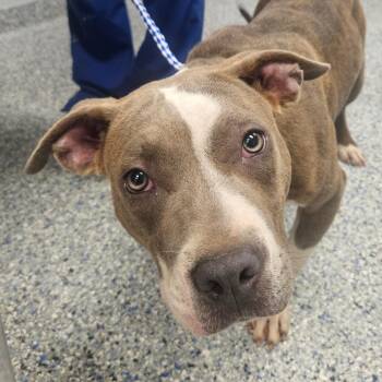 Cleo -  American Staffordshire Terrier and Mixed Breed Dog for Adoption in Greenville, South Carolina - Cleo | PetCurious