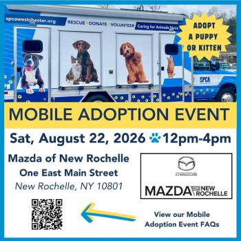 Little Red *available at off-site adoption event 8/22 -  Mixed Breed Dog for Adoption in Briarcliff Manor, New York - Little Red *available At Off-site Adoption Event 8/22 | PetCurious