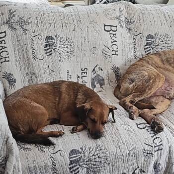 Rescue Black Mouth Cur and Mixed Breed Dogs for Adoption in San Diego, California - Buddy | PetCurious