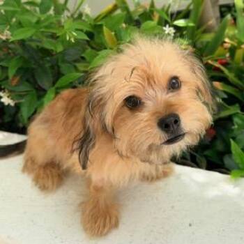 Yorkshire Terrier and Dachshund Dogs Available for Adoption in Santa Monica, California - SEBASTIAN | PetCurious