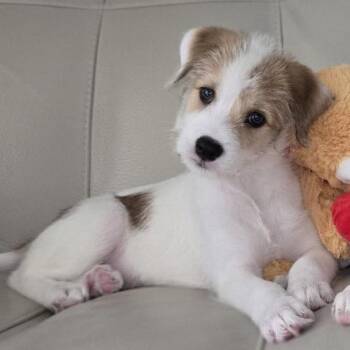 Cerra Pup: Civi -  Schnauzer and Mixed Breed Dog for Adoption in Falls Church, Virginia - Cerra Pup: Civi | PetCurious