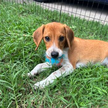 Snap -  Beagle Dog for Adoption in Columbia, Missouri - Snap | PetCurious