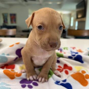 Alfalfa -  Catahoula Leopard Dog Dog for Adoption in New Orleans, Louisiana - Alfalfa | PetCurious