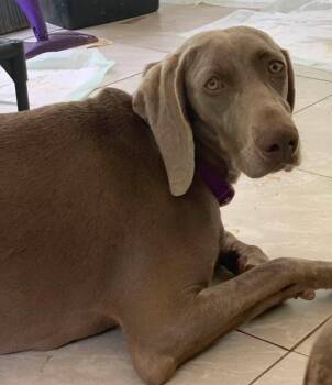 Rescue Weimaraner Dogs for Adoption in Grand Rapids, Michigan - Kaytee | PetCurious