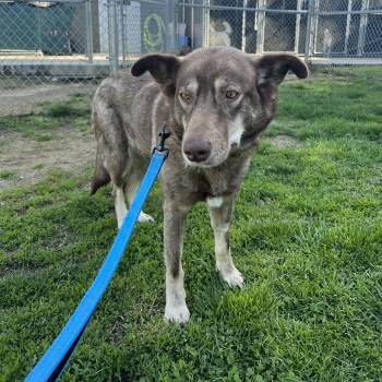 Stella -  Shepherd and Husky Dog for Adoption - Stella | PetCurious