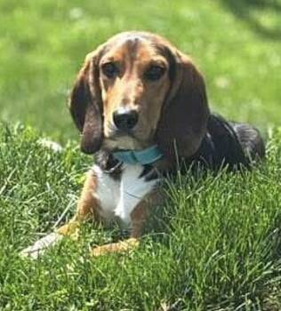 Beagle Dogs Available for Adoption in Dunnellon, Florida - Ivan | PetCurious
