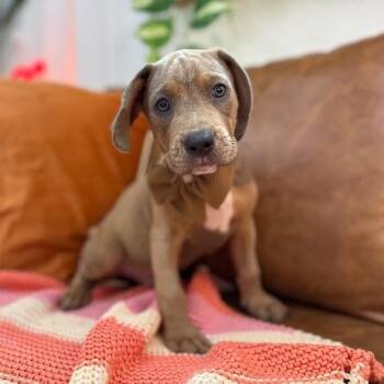 Louis Sullivan -  Basset Hound and Pit Bull Terrier Dog for Adoption in Friendswood, Texas - Louis Sullivan | PetCurious