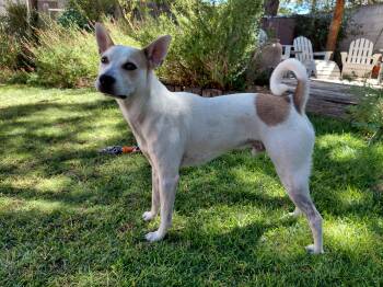Max -  Cattle Dog and Basenji Dog for Adoption in Albuquerque, New Mexico - Max | PetCurious