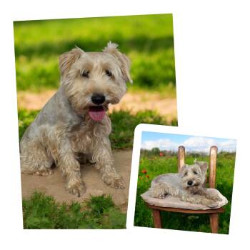 Winston -  Miniature Schnauzer Dog for Adoption in Dallas, Georgia - Winston | PetCurious