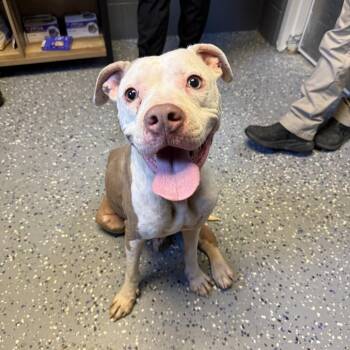 TUSC-Stray-84980 -  Pit Bull Terrier and Mixed Breed Dog for Adoption in Tuscaloosa, Alabama - TUSC-Stray-84980 | PetCurious