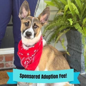 Kaiser -  Shepherd and Mixed Breed Dog for Adoption - Kaiser | PetCurious
