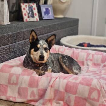 Australian Cattle Dog Blue Heeler Dogs Available for Adoption in Pelham, New Hampshire - Della Rose  | PetCurious