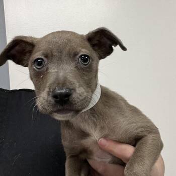 Garland -  Pit Bull Terrier Dog for Adoption in Birmingham, Alabama - Garland | PetCurious