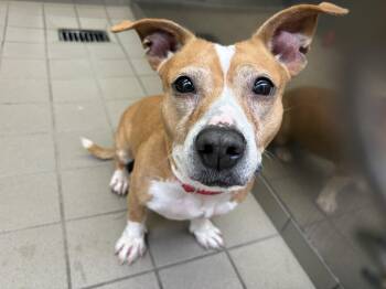 Sparkle -  Mixed Breed Dog for Adoption in Wantagh, New York - Sparkle | PetCurious