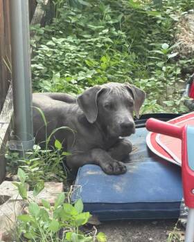 Miles -  Weimaraner Dog for Adoption in Fayetteville, Arkansas - Miles | PetCurious
