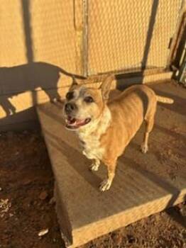 Tetra -  Pit Bull Terrier Dog for Adoption in Page, Arizona - Tetra | PetCurious