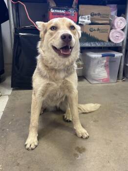 Australian Cattle Dog Blue Heeler Dogs Available for Adoption in Moriarty, New Mexico - Ruby | PetCurious