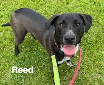 Labrador Retriever and Cattle Dog Dogs Available for Adoption in Camden, Tennessee - Reed | PetCurious