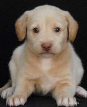 Jigglypuff -  Irish Wolfhound and Bluetick Coonhound Dog for Adoption in Newland, North Carolina - Jigglypuff | PetCurious