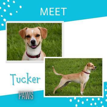 Hound Dogs Available for Adoption in Jefferson, Iowa - Tucker | PetCurious