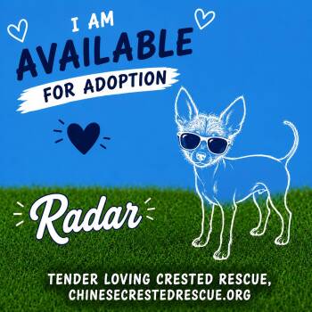 Radar -  Chinese Crested Dog Dog for Adoption in Houston, Texas - Radar | PetCurious