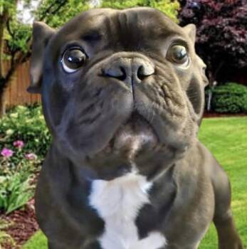 French Bulldog Dogs Available for Adoption in Westfield, New York - Stitch  | PetCurious