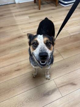 Rosalee -  Australian Cattle Dog Blue Heeler and Mixed Breed Dog for Adoption in Fayetteville, Tennessee - Rosalee | PetCurious