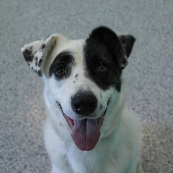 Rainy -  Mixed Breed Dog for Adoption in Hutchinson, Minnesota - Rainy | PetCurious