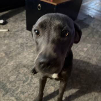 Opal -  Mixed Breed Dog for Adoption in Rochester, Minnesota - Opal | PetCurious
