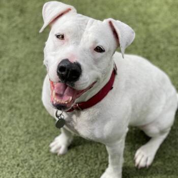 Sparkles -  Pit Bull Terrier Dog for Adoption in Apache Junction, Arizona - Sparkles | PetCurious