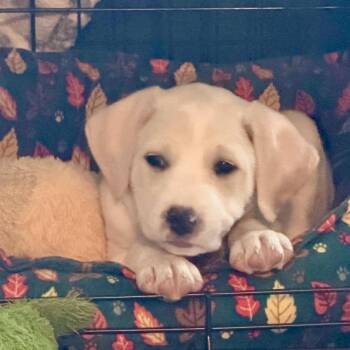 Sophie -  Labrador Retriever Dog for Adoption in Lewisville, Indiana - Sophie | PetCurious
