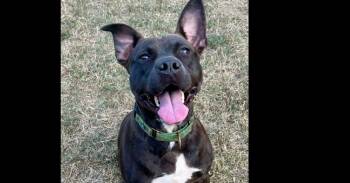 Rescue Labrador Retriever and American Staffordshire Terrier Dogs for Adoption in Richmond, Texas - TINA | PetCurious