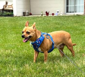 Millie -  Chihuahua Dog for Adoption in Lewis Center, Ohio - Millie | PetCurious