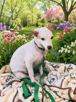 Rocky -  Chihuahua and Terrier Dog for Adoption in Murphys, California - Rocky | PetCurious