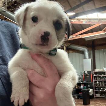 Glacier -  Mixed Breed Dog for Adoption in Tulsa, Oklahoma - Glacier | PetCurious
