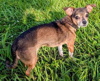 Hershey -  Chihuahua Dog for Adoption in Fort Myers, Florida - Hershey | PetCurious