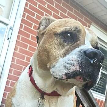Hank the Tank (20260916-02) -  English Bulldog Dog for Adoption in Niagara Falls, Ontario - Hank The Tank (20260916-02) | PetCurious