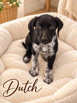 Dutch -  Flat Coated Retriever Dog for Adoption in Midway, Utah - Dutch | PetCurious