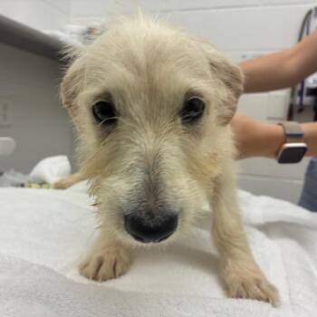 Ramona -  Terrier and Mixed Breed Dog for Adoption in Corpus Christi, Texas - Ramona | PetCurious
