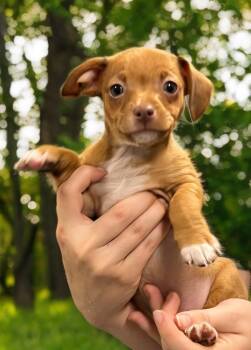 Chihuahua Dogs Available for Adoption in Dalton, Georgia - Tatum | PetCurious
