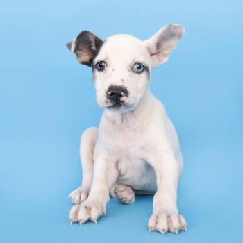Minnie -  Mixed Breed Dog for Adoption in Franklin, Tennessee - Minnie | PetCurious