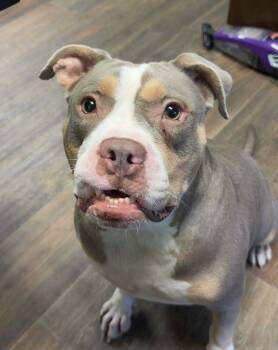 Rescue American Bulldog Dogs for Adoption in Syracuse, New York - Bogart | PetCurious