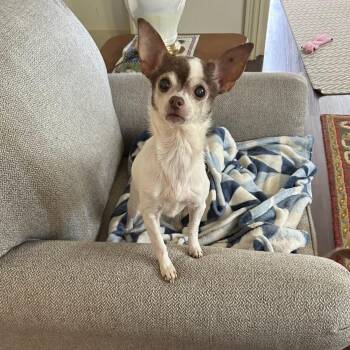 Chihuahua Dogs Available for Adoption in Phoenixville, Pennsylvania - Dora | PetCurious