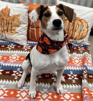 Rescue Beagle and Feist Dogs for Adoption in Lexington, Kentucky - Honey | PetCurious
