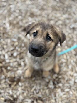 Freddy -  German Shepherd Dog and Labrador Retriever Dog Available for Adoption in Cambridge, Ontario - Freddy | PetCurious