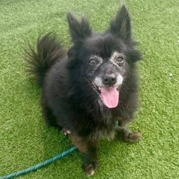 Schipperke Dogs Available for Adoption - Hazel | PetCurious