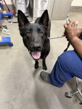 German Shepherd Dog Dogs Available for Adoption - DANCER | PetCurious