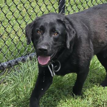 Ranger -  Black Labrador Retriever Dog for Adoption in Pittsburg, Kansas - Ranger | PetCurious