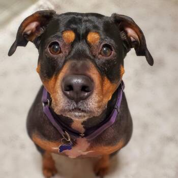 Thelma, smart & adventurous Rottie-Lab beauty -  Rottweiler Dog for Adoption in Bonney Lake, Washington - Thelma, Smart & Adventurous Rottie-Lab Beauty | PetCurious